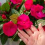 New Guinea Impatiens – Super Sonic Pink – 10″ Hanging Basket